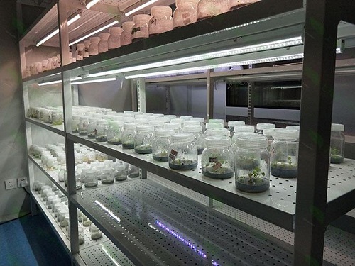 黔东南植物组织培养实验室设计建设方案